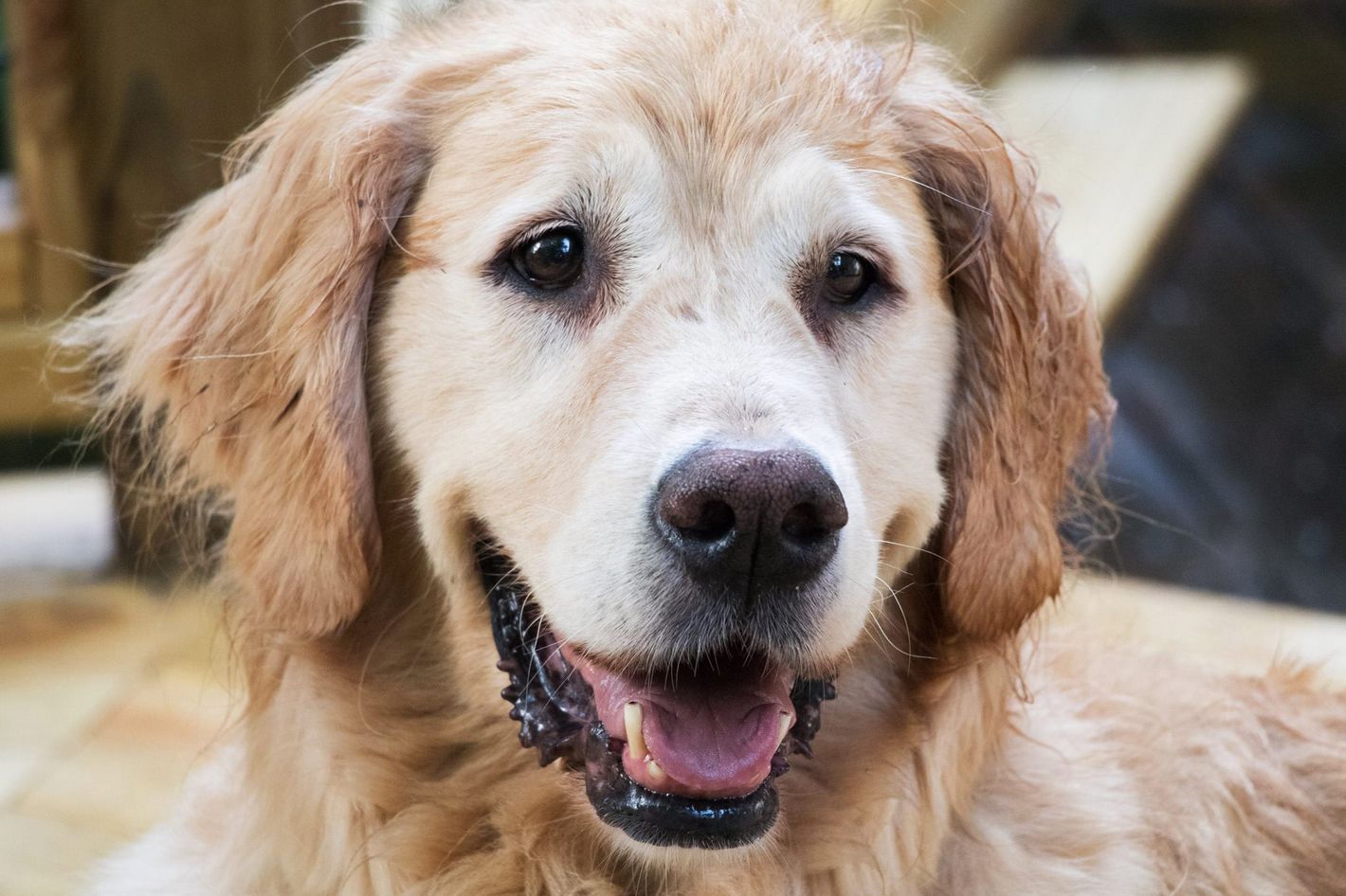 Old store dog sanctuary