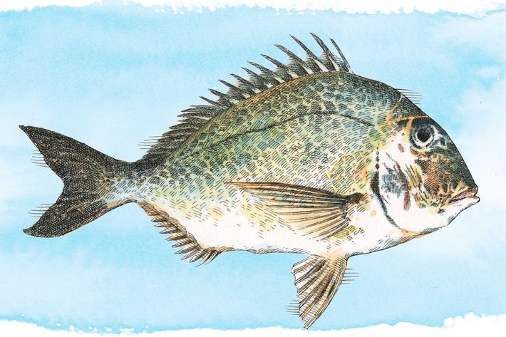 Porgy