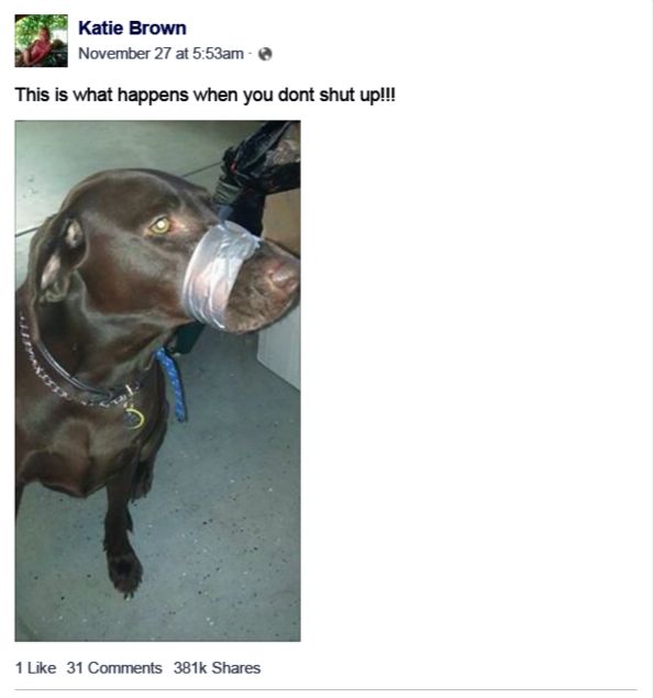 Animal-Cruelty Charges Slapped on Woman Who Shared Viral Photo of  Duct-Taped Dog