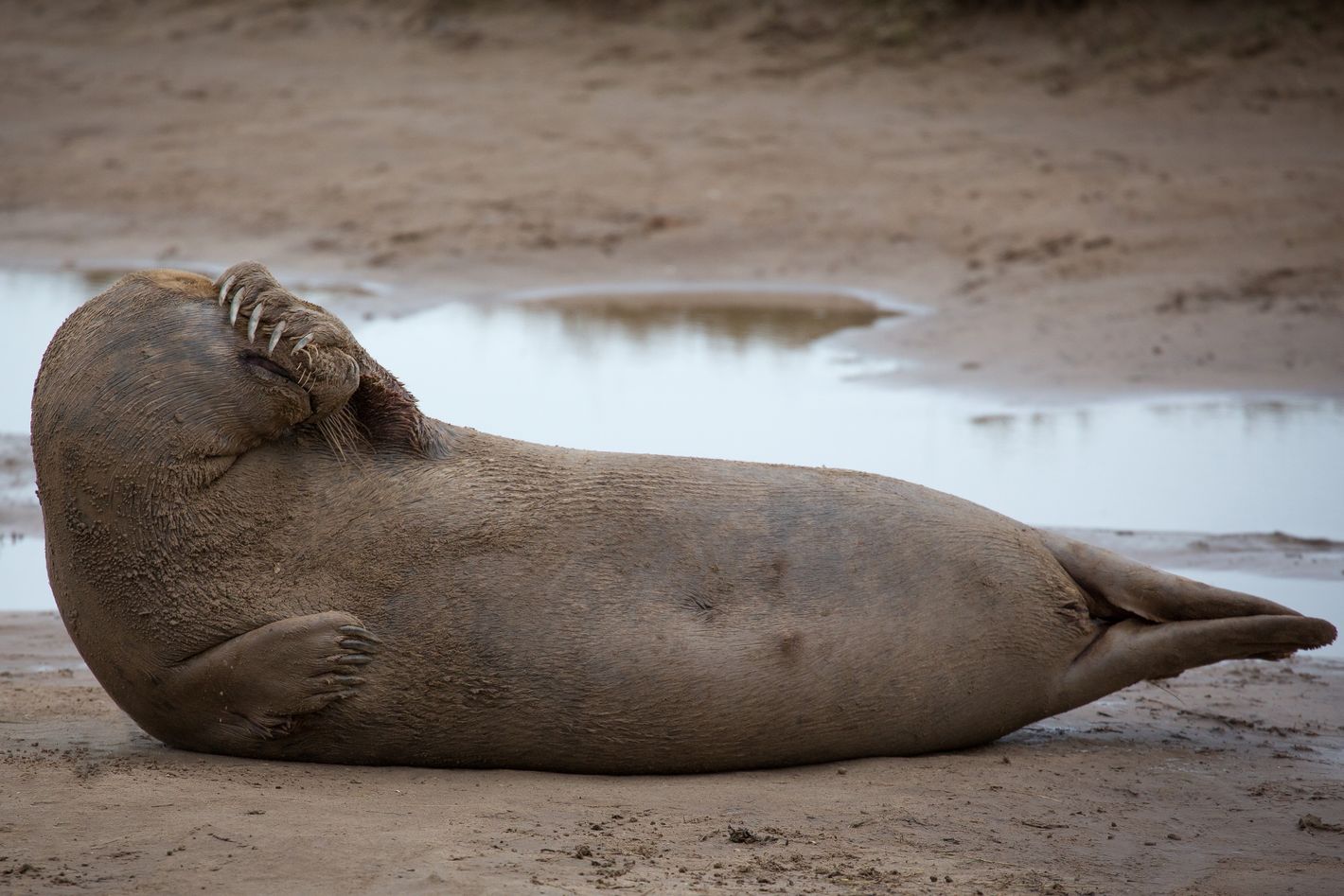 seal my girlfriend force