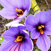 Saffron Crocus