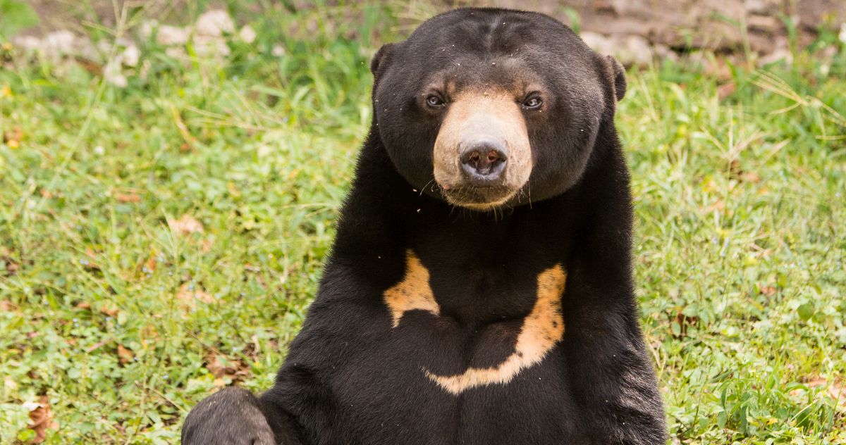 Leave Angela, the Sun Bear Accused of Being a Human, Alone