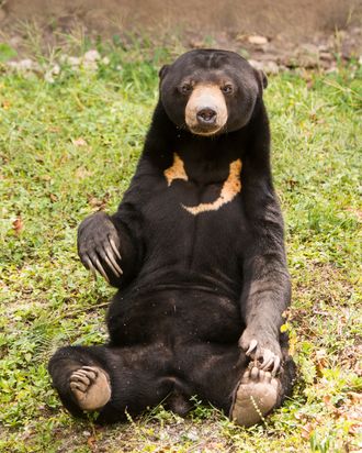 Leave Angela, the Sun Bear Accused of Being a Human, Alone