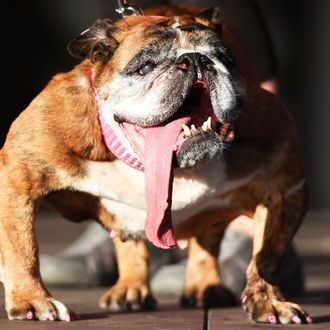 World's Ugliest Dog' Zsa Zsa Has Died