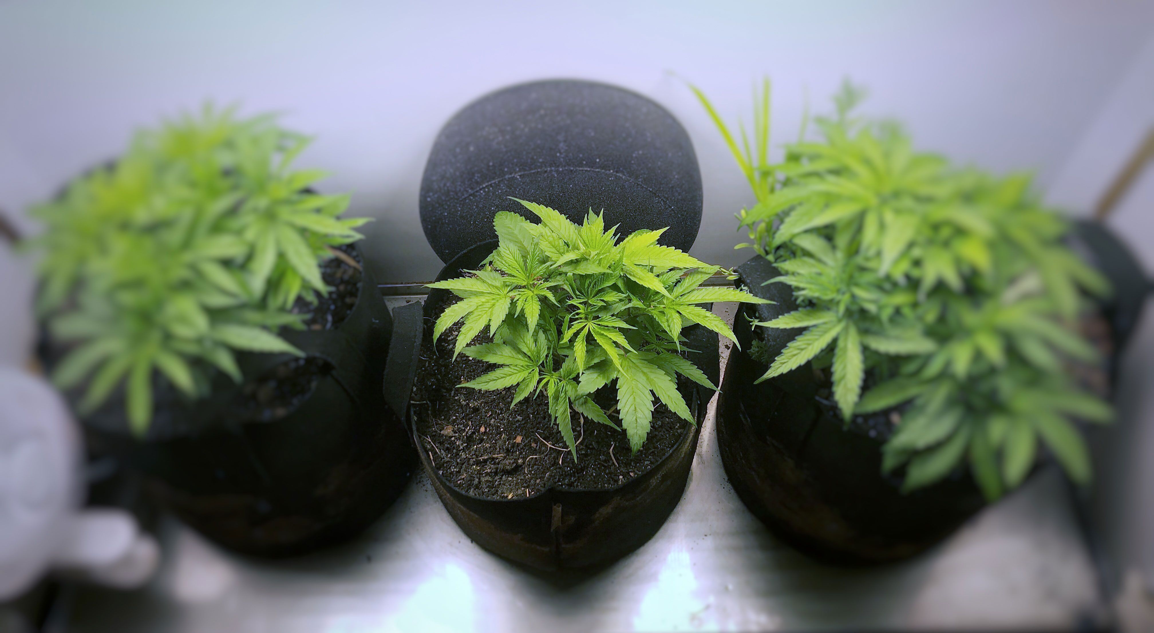 Stages of Growing Weed 101 - The Top Things You Need to Know