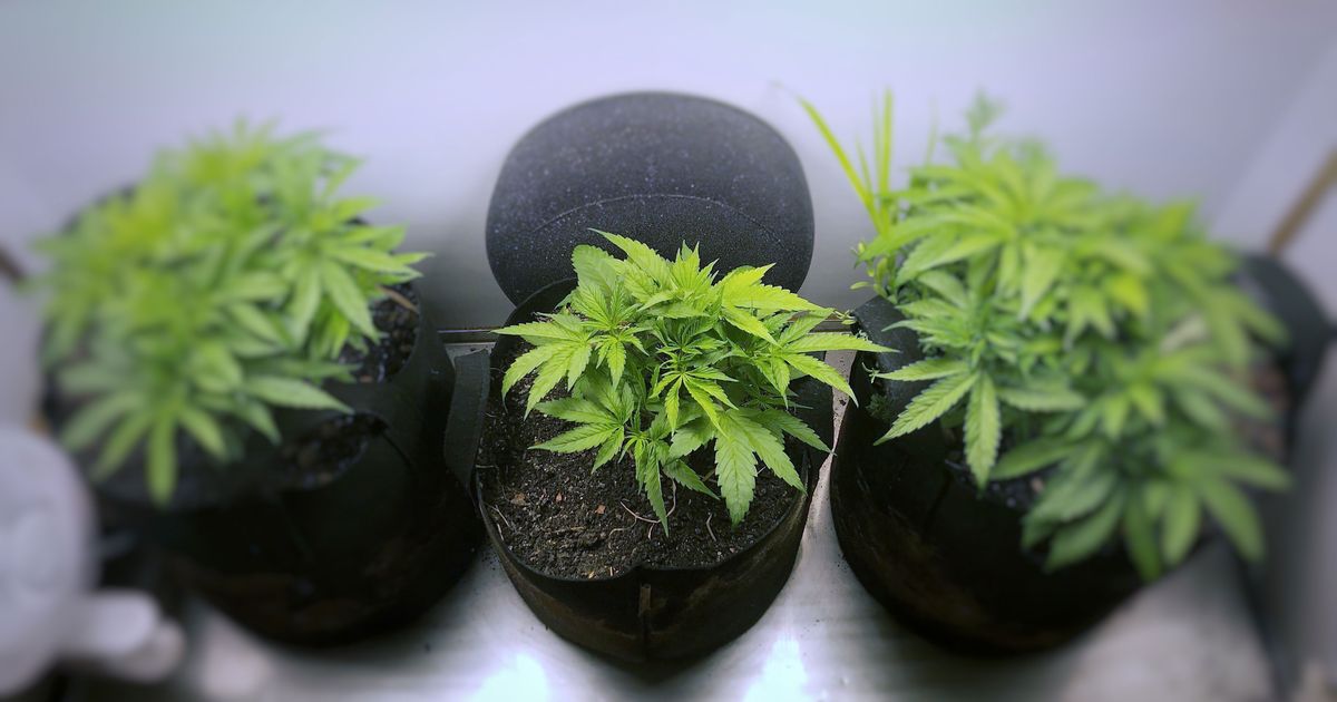 10 Tips and Tricks for Growing Weed Indoors