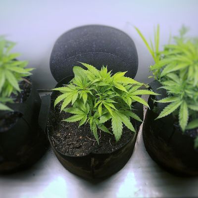 How to Grow Weed Indoors: An Ultimate Guide 2019