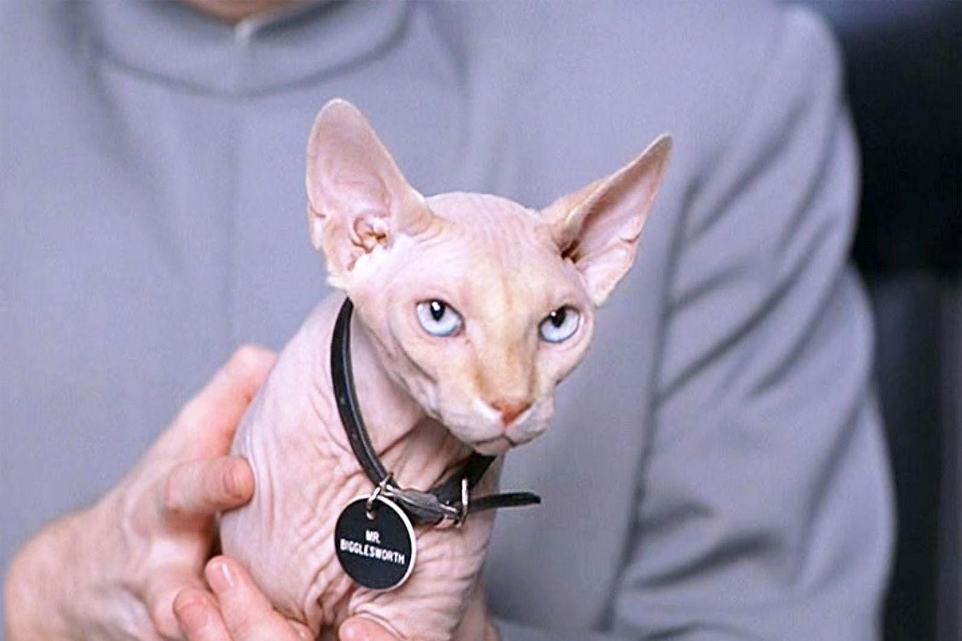 The 25 most iconic movie cats