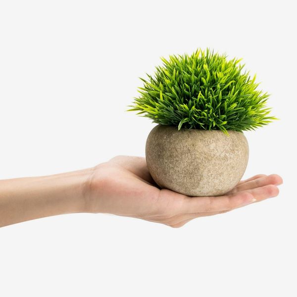 moss plant pole Custom Moss Pole 24