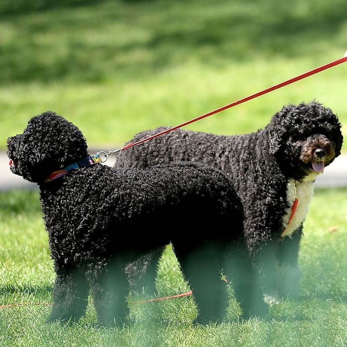 sunny and bo white house dogs