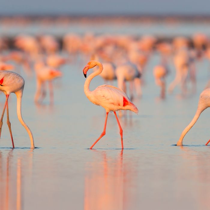 real baby flamingos