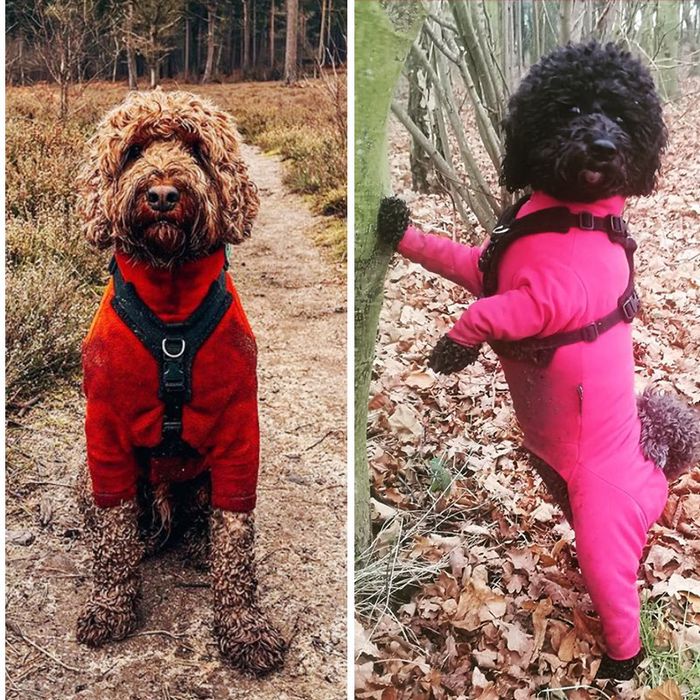 dog waterproof fleece suit