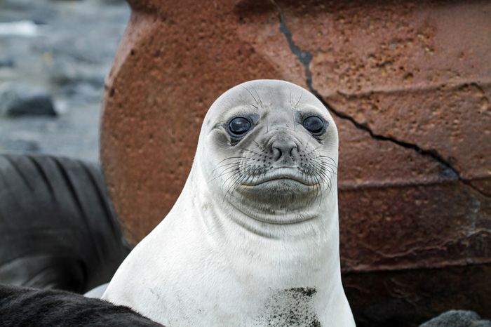 Southern Elephant Seal Pup, Heard Island