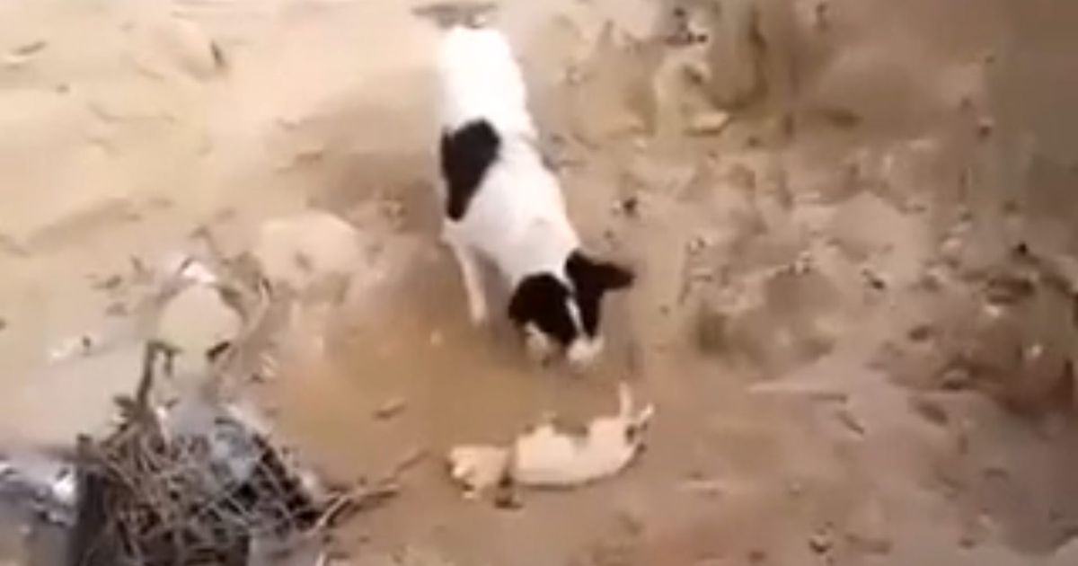 Video of Dog Burying Other Dog May Be a Lot Less Heartwarming Than It