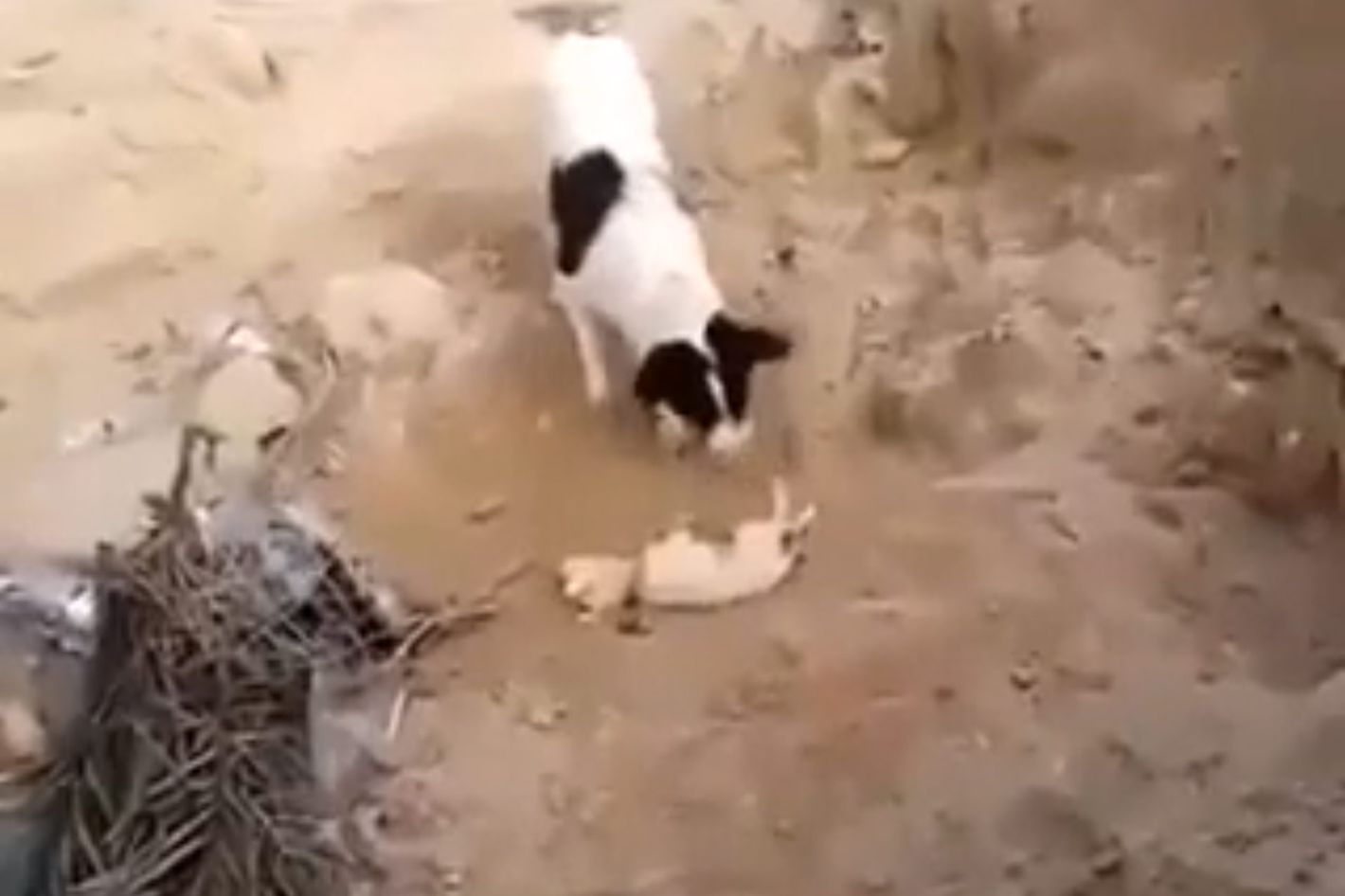Video of Dog Burying Other Dog May Be a Lot Less Heartwarming Than It  Appears