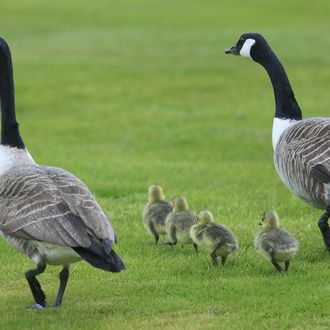 MELTON MOWBRAY, ENGLAND - MAY 12: Canada Geese and goslings walk across the course during the first round of the Handa Senior Masters presented by the Stapleford Forum played at Stapleford Park on May 12, 2010 in Melton Mowbray, England. (Photo by Phil Inglis/Getty Images)
