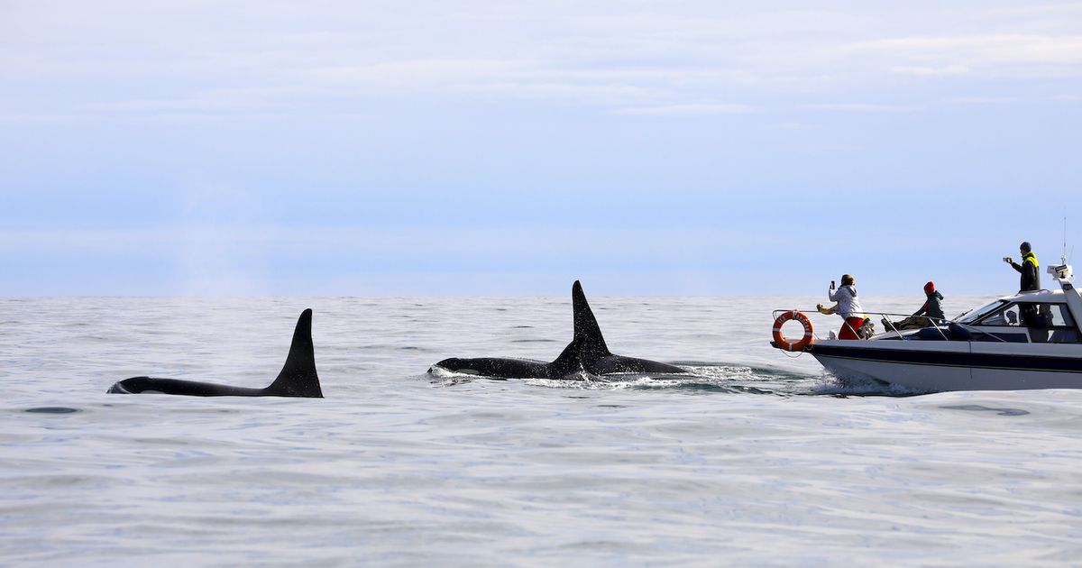 Orcas Reportedly Launching ‘Orchestrated’ Attacks on Boats