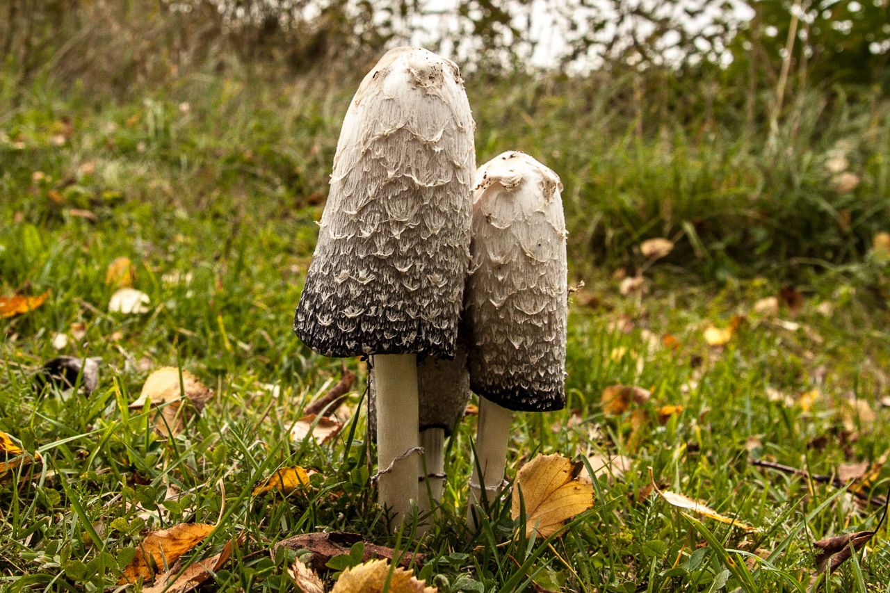 how to find magic mushrooms