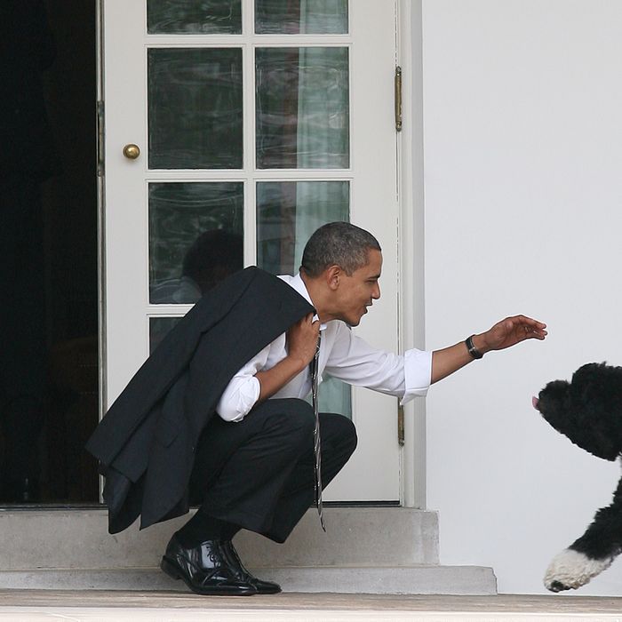 WASHINGTON - MARCH 15: U.S. President Barack Obama greets his dog Bo outside the Oval Office of the White House March 15, 2012 in Washington, DC. Obama spoke today at Prince Georges Community College about energy. (Photo by Martin H. Simon-Pool/Getty Images)