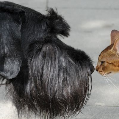 A Giant Schnauzer and a cat check each other out