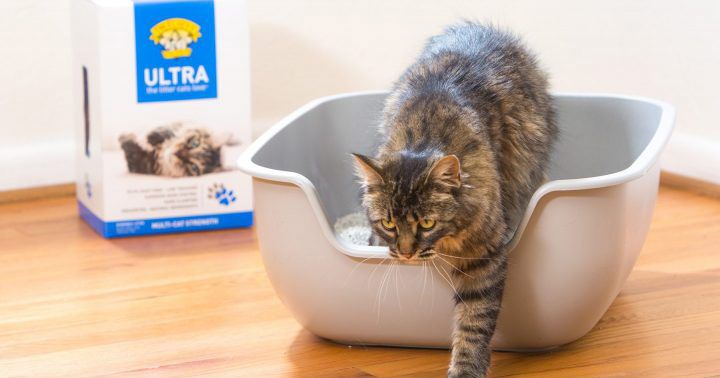 best cat litter