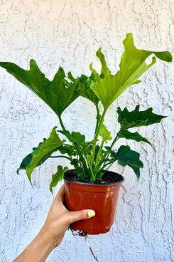 Philodendron ‘Lickety Split’