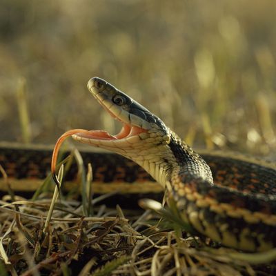 This snake is ready to get its groove on.