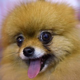 A Pomeranian dog is pictured on the first day of the Crufts dog show at the National Exhibition Centre in Birmingham, central England, on March 5, 2015. 
