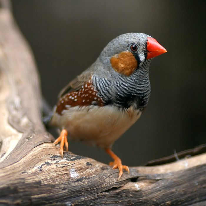 Stuttering Birds Are Helping Us Understand Human Speech -- Science of Us