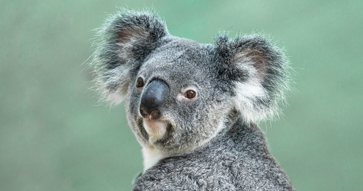 Declared Koalas An Endangered Species