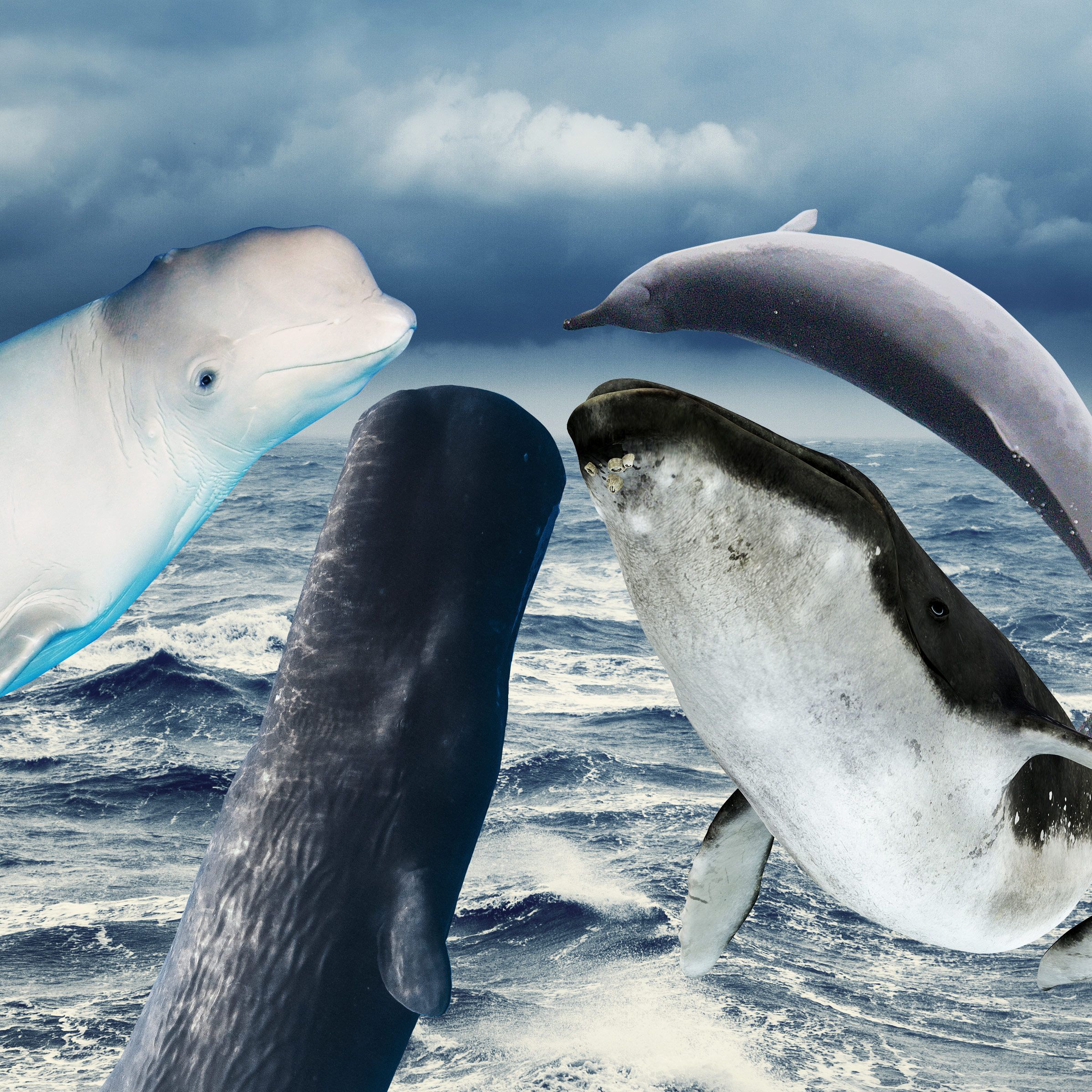 Whales, Ranked