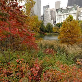 The Pond in Central Park as leaves start to show signs of autumn in Central Park in New York City on November 8, 2010. The tri-state area was hit with its first wintry mix as snow started to fall in the area. AFP PHOTO / TIMOTHY A. CLARY (Photo credit should read TIMOTHY A. CLARY/AFP/Getty Images)