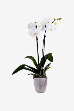 DecoBlooms Living White Orchid Plant
