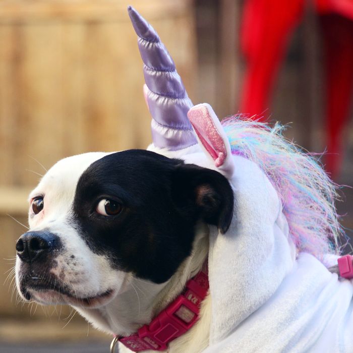 The best-dressed dogs that have already won Halloween