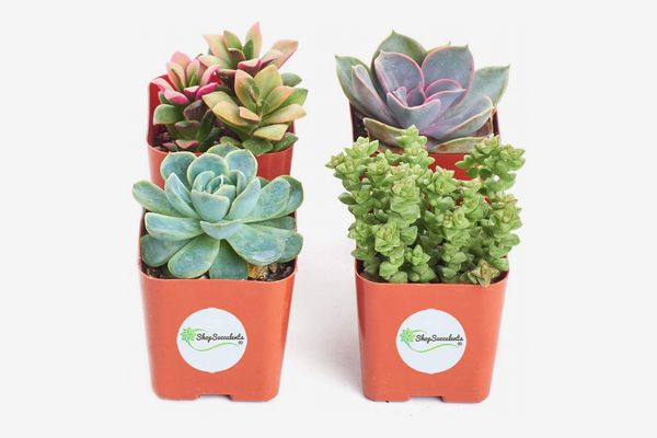 Shop Succulents Variety Pack, Four Mini Succulents in 2-Inch Square Pots