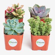 Shop Succulents Variety Pack, Four Mini Succulents in 2-Inch Square Pots