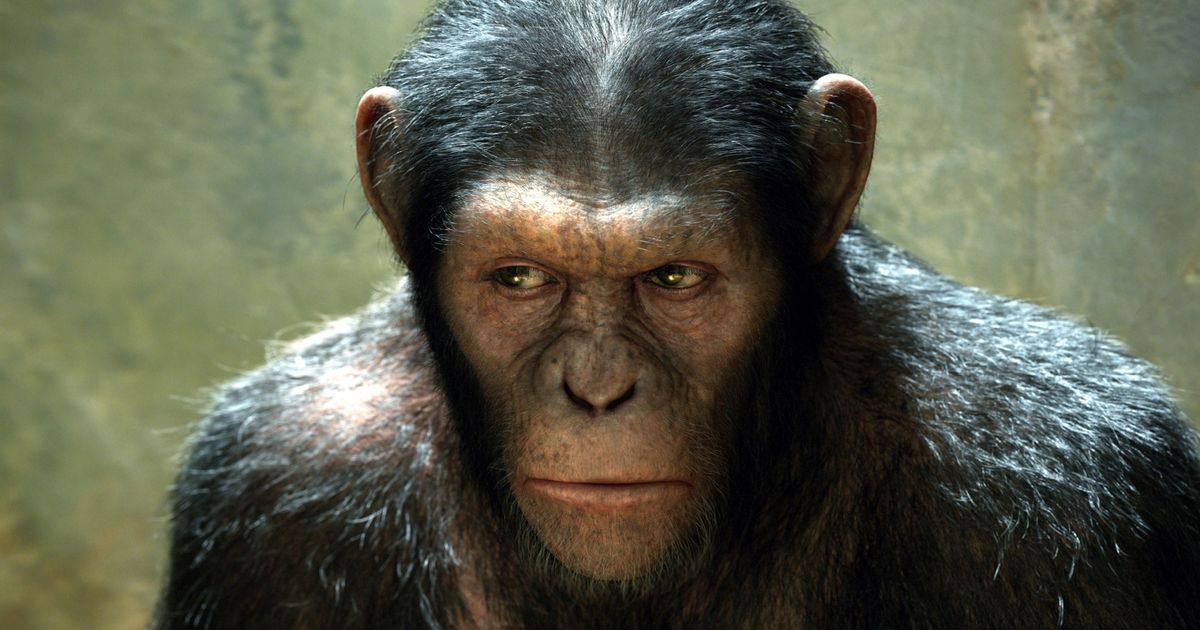 It's Time to Play 'Which Humanlike Ape Was That?'