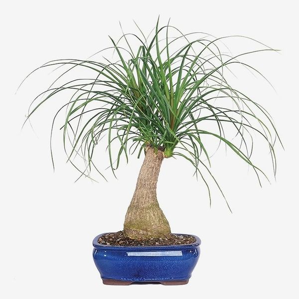 Brussel's Live Pony Tail Palm Indoor Bonsai Tree with Decorative Container