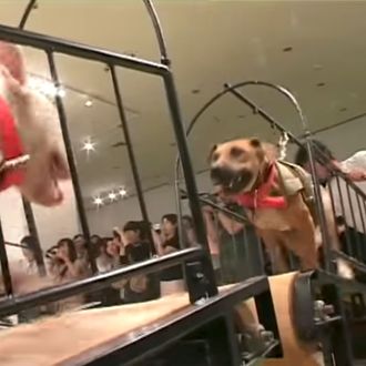 Guggenheim Pulls Art Accused of Depicting Animal Cruelty