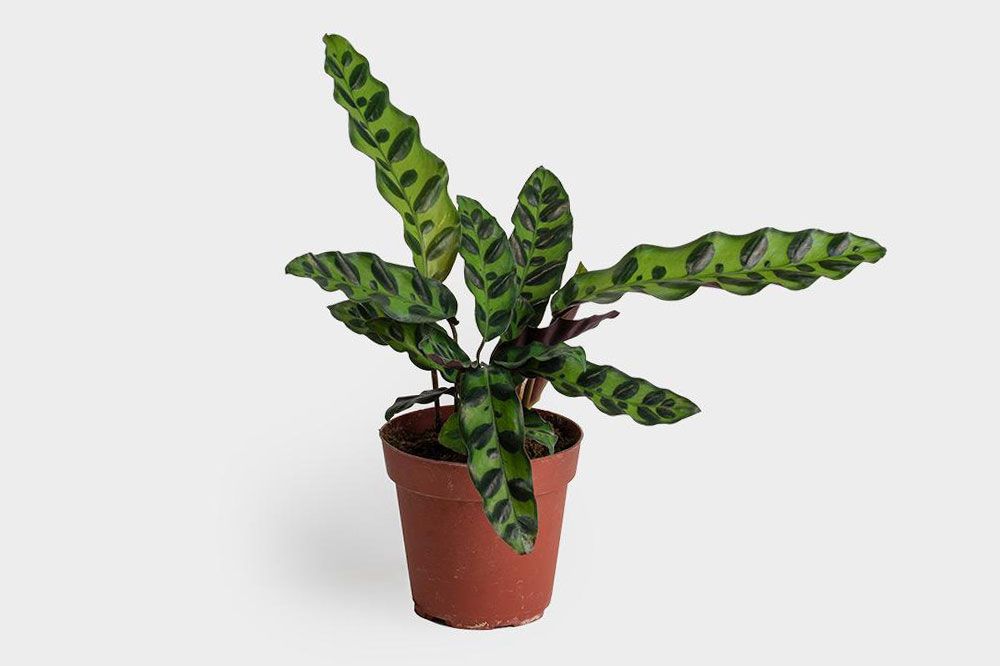 40 Best Gifts for Plant Lovers - Unique Plant and Gardening Gifts