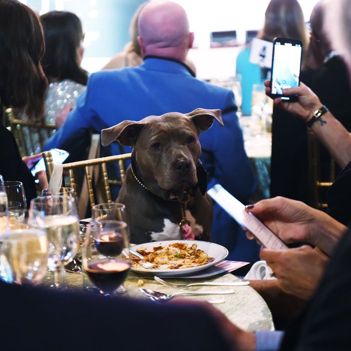 Inside the Humane Society’s 2022 To the Rescue! Gala