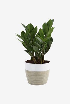 Costa Farms ZZ Zamioculcas