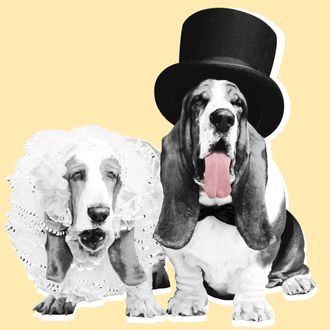 Bride and Groom Basset Hounds.