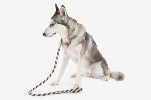 https://pyxis.nymag.com/v1/imgs/8b7/f3a/a3a1ec0c0728d5513dfc1bbb31c3cc4a4f-leash.rhorizontal.w600.jpg