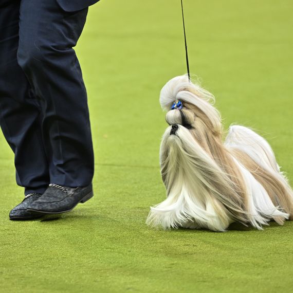 150th Westminster Kennel Club Dog Show – Group Judging (Hound, Toy, Non-Sporting, Herding) & Westminster Legends Presentation