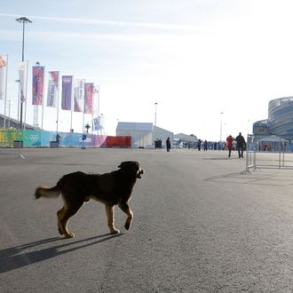 A dog walks in the Olympic Park on Day 1 of the 2014 Winter Olympics on February 8, 2014 in Sochi, Russia. 