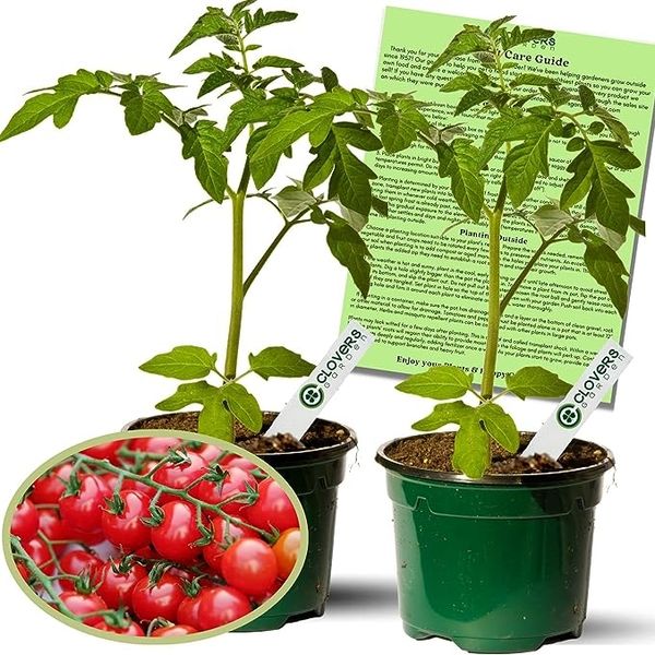 Clovers Garden Sweet 100 Tomato Plants – Two Live Plants
