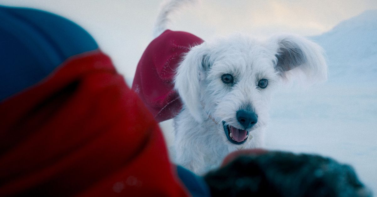 Hail the Important Nonsense of Krypto the Superdog By Darren Franich , a movie critic who writes the newsletter The Draftland Scene.