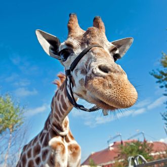 A Giraffe is photographed in front of a blue sky at the Berolina Circus in Berlin on October 11, 2012. AFP PHOTO / ROBERT SCHLESINGER GERMANY OUT (Photo credit should read ROBERT SCHLESINGER/AFP/GettyImages)