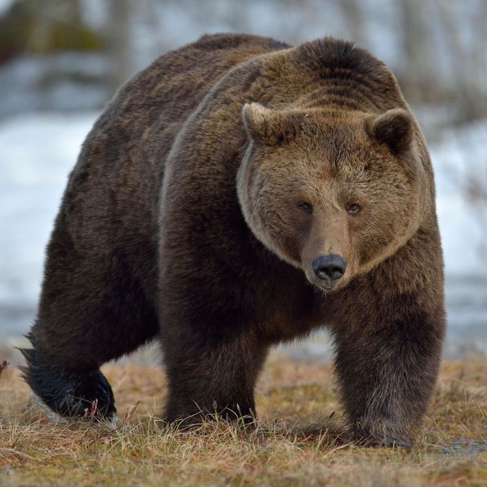 Hibernating Bears Hold Clues to Human Obesity -- Science of Us